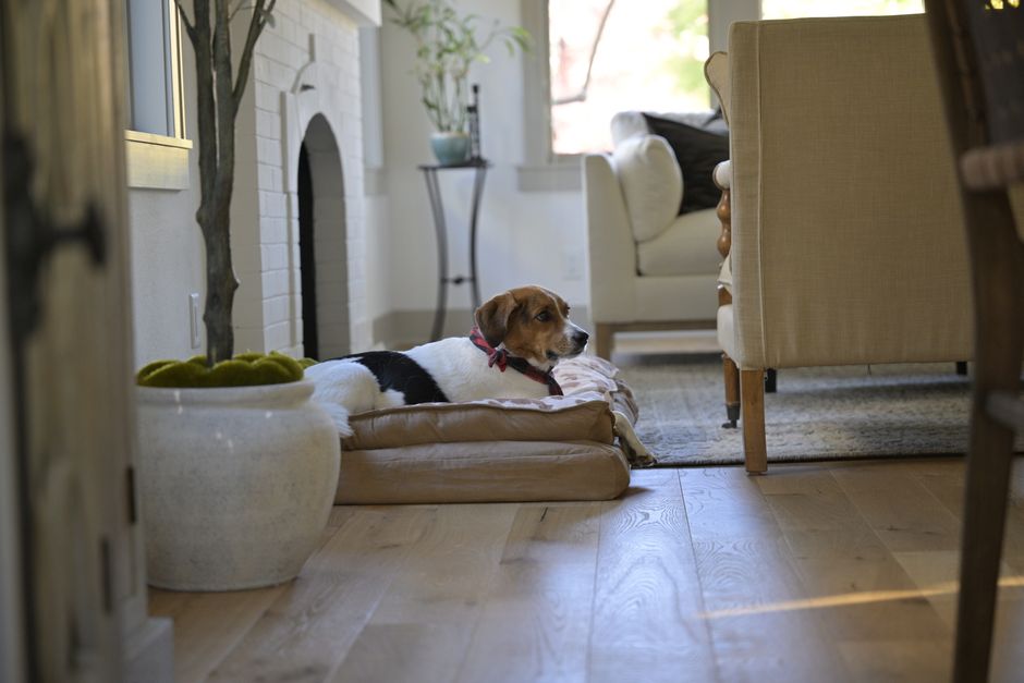 Cachorro beagle descansando em cama pet confortável na sala de estar