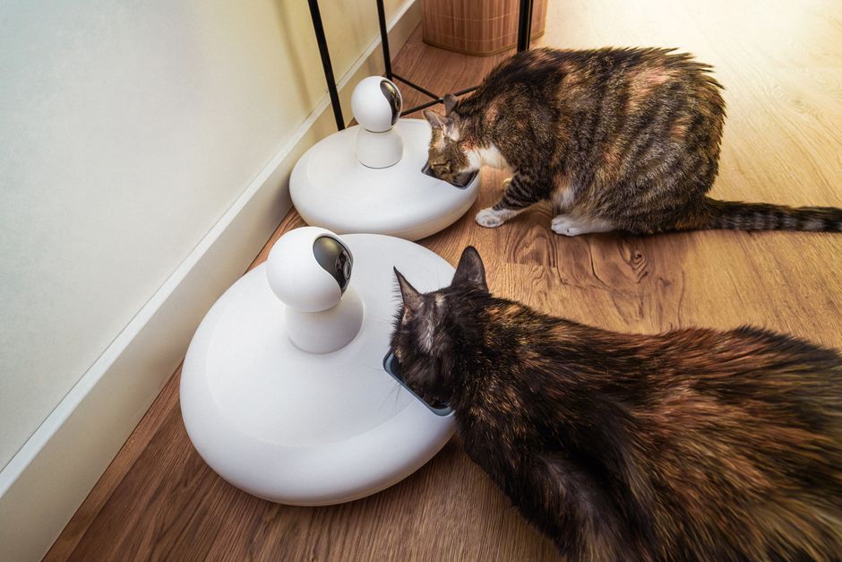 Gatos comendo em comedouros automáticos inteligentes dentro de casa
