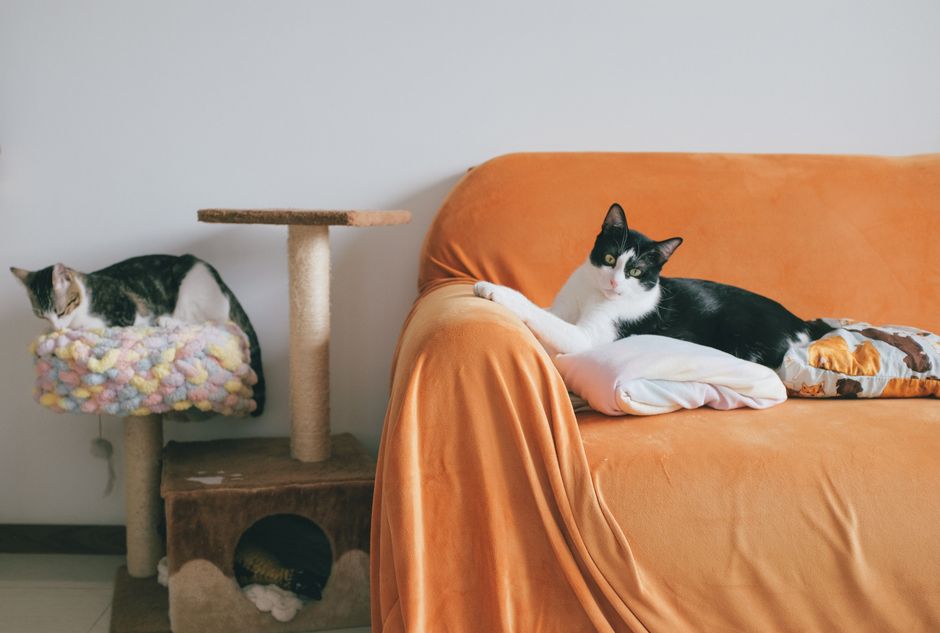 Gatos relaxando no sofá perto de um arranhador na sala