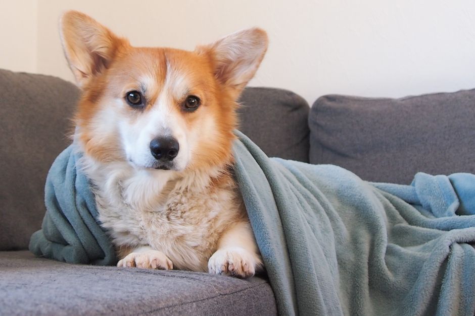 Cachorro corgi enrolado em manta macia sobre o sofá