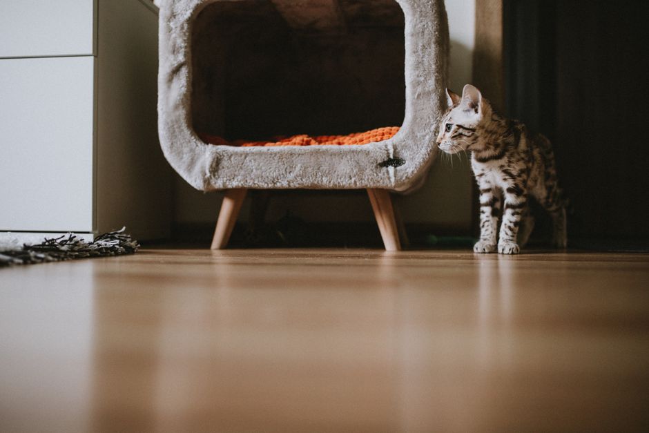 Achados para Pets: Cantinho Decorado e Prático em Casa