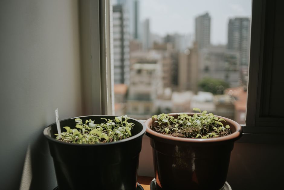 Planta de interior posicionada perto de janela com luz natural