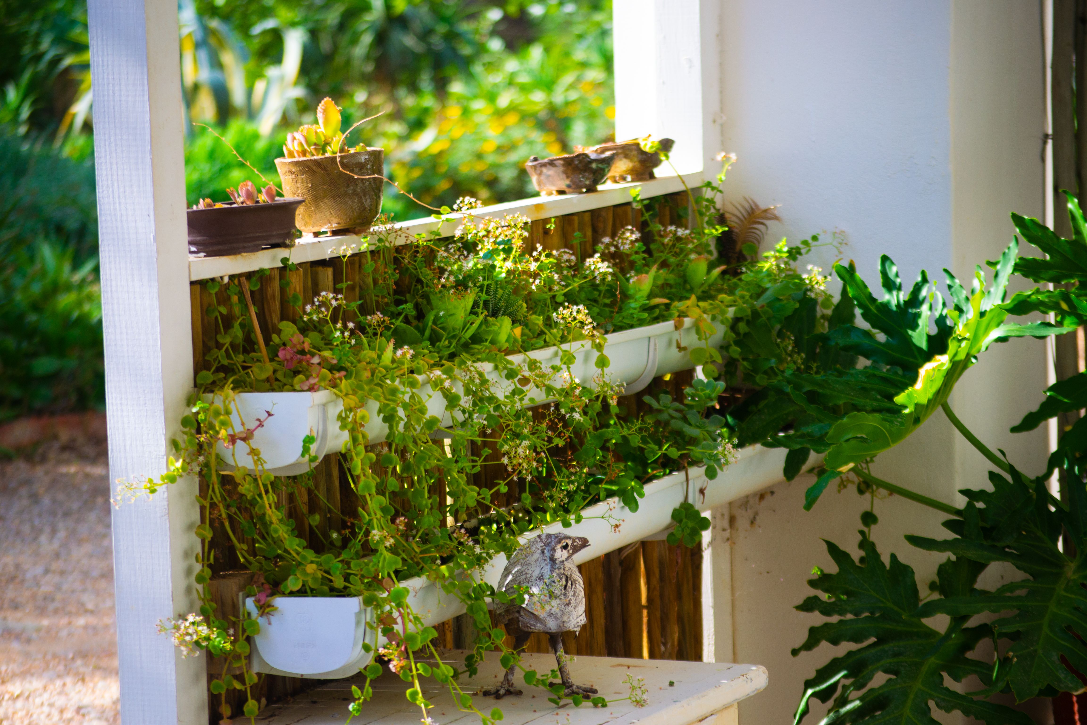 Jardim vertical com plantas verdes decorando parede interna