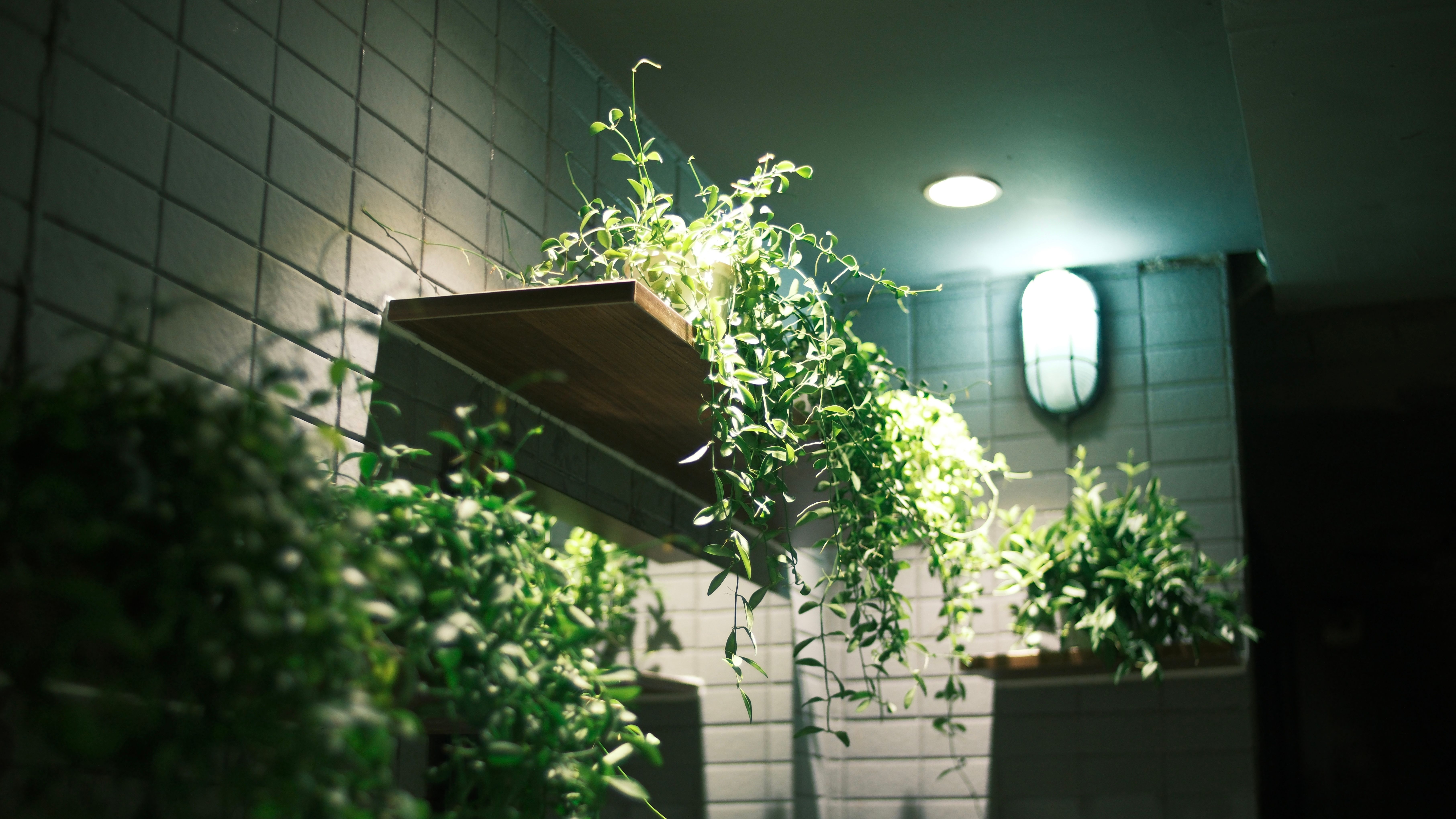 Plantas verdes exuberantes em decoração de parede verde