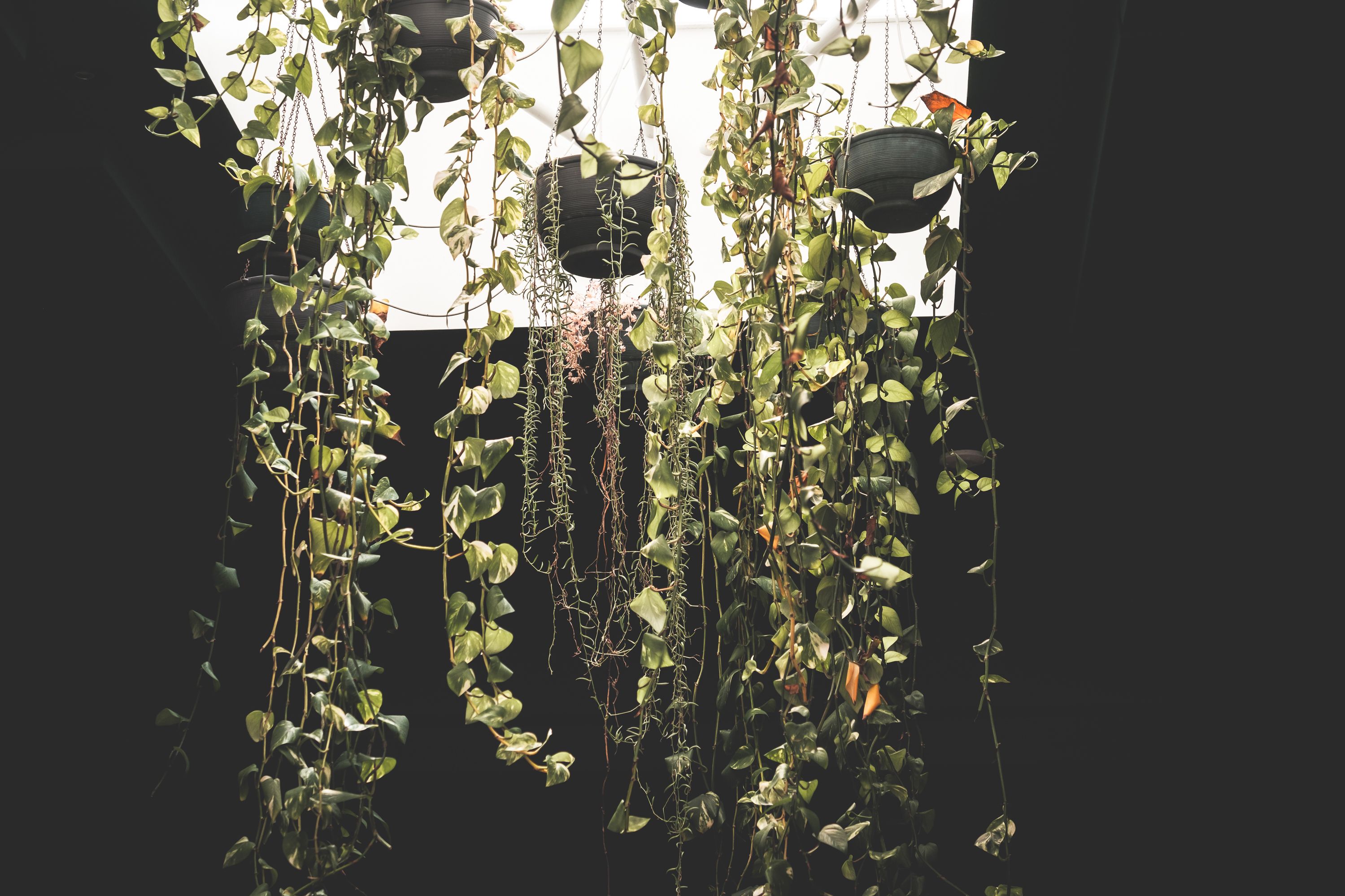 Plantas suspensas decorando ambiente interno moderno
