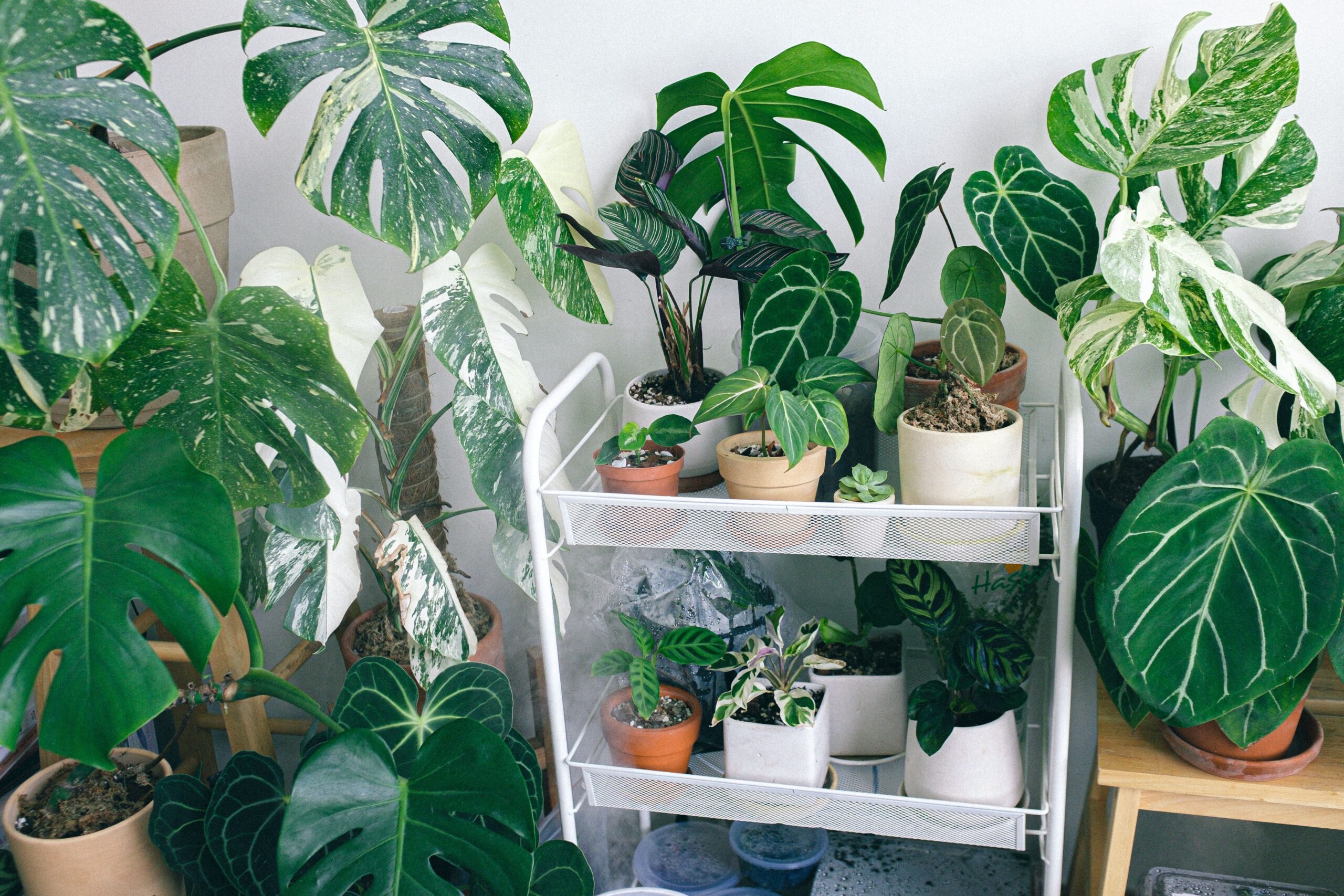 Plantas de Interior em 2026: Tendências e Como Usar na Decoração da Sua Casa