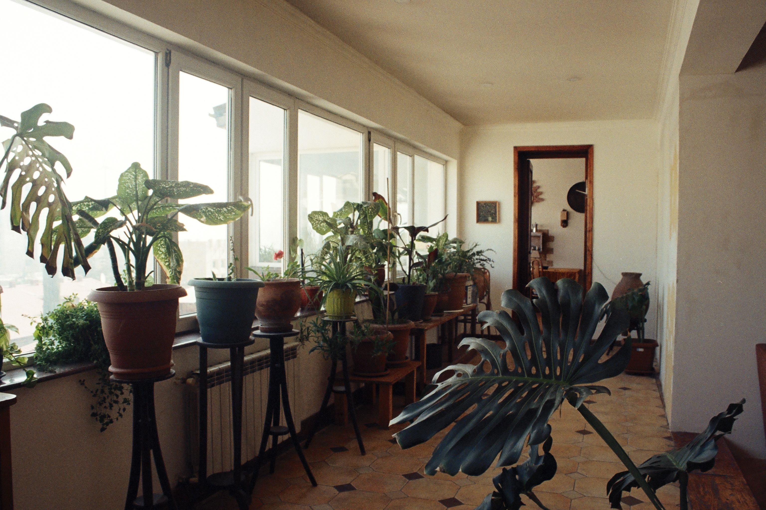 Plantas verdes decorando sala de estar iluminada