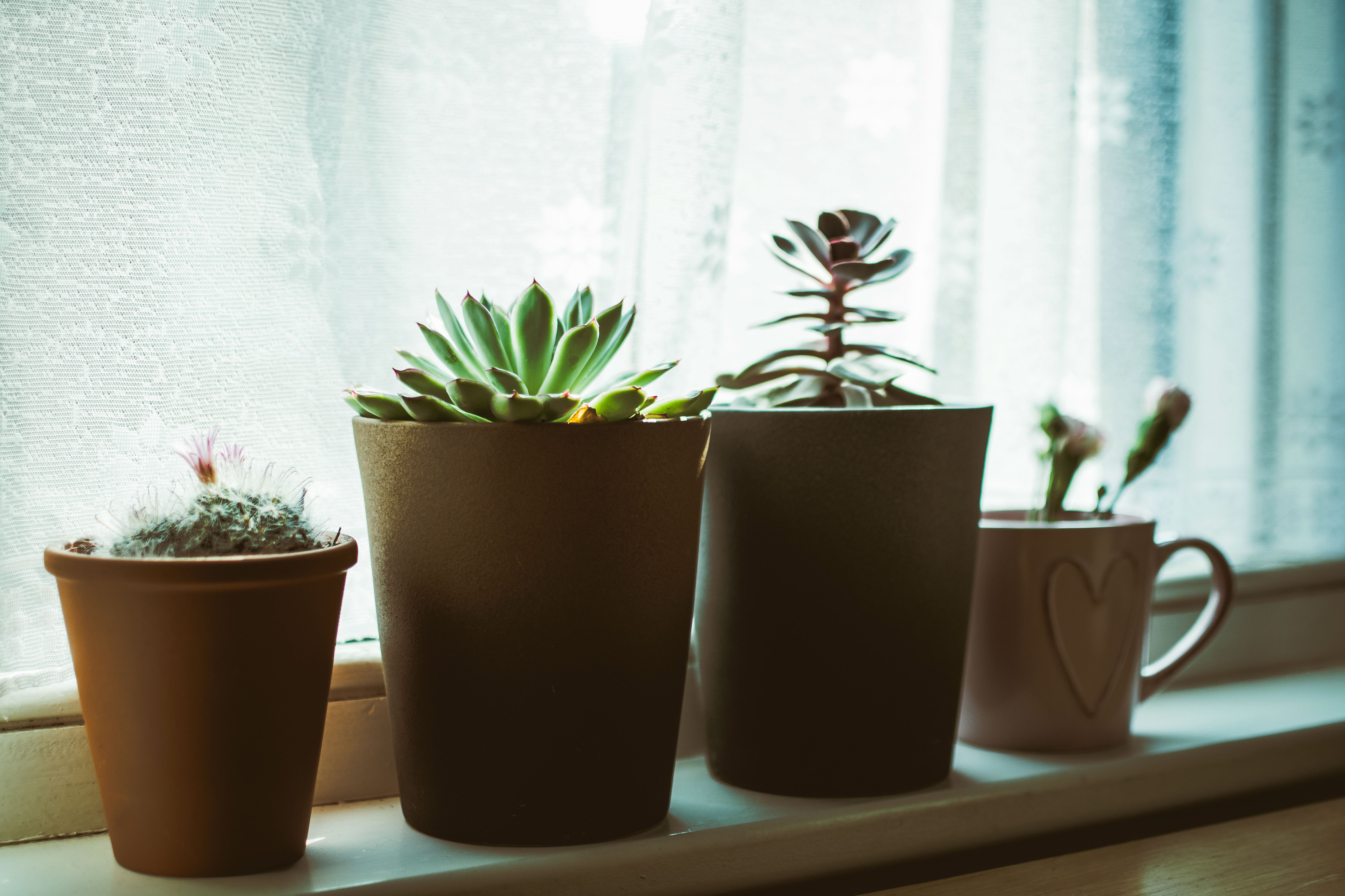 Conjunto de plantas de interior fáceis de cuidar perto da janela