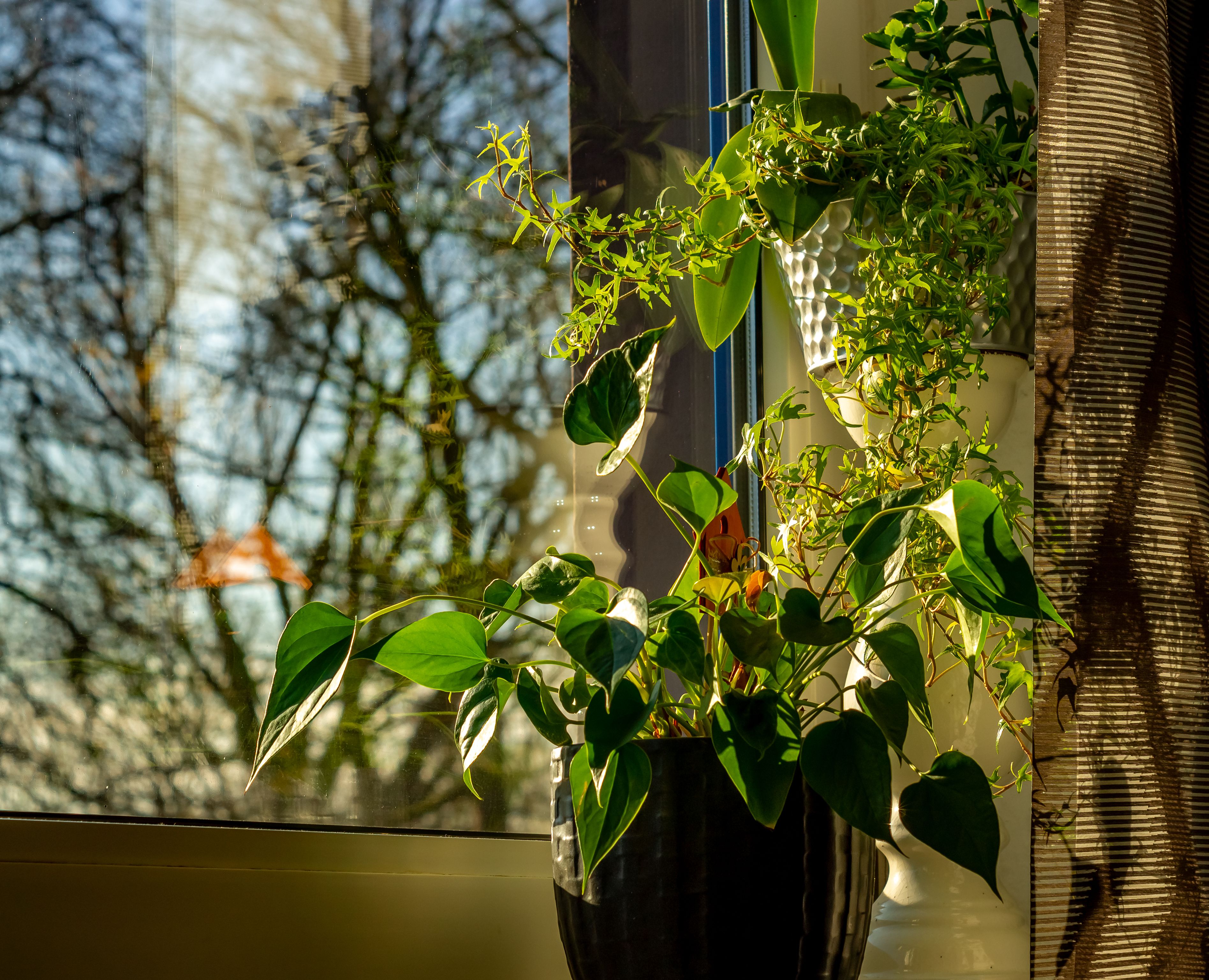 Plantas de interior recebendo luz natural perto da janela