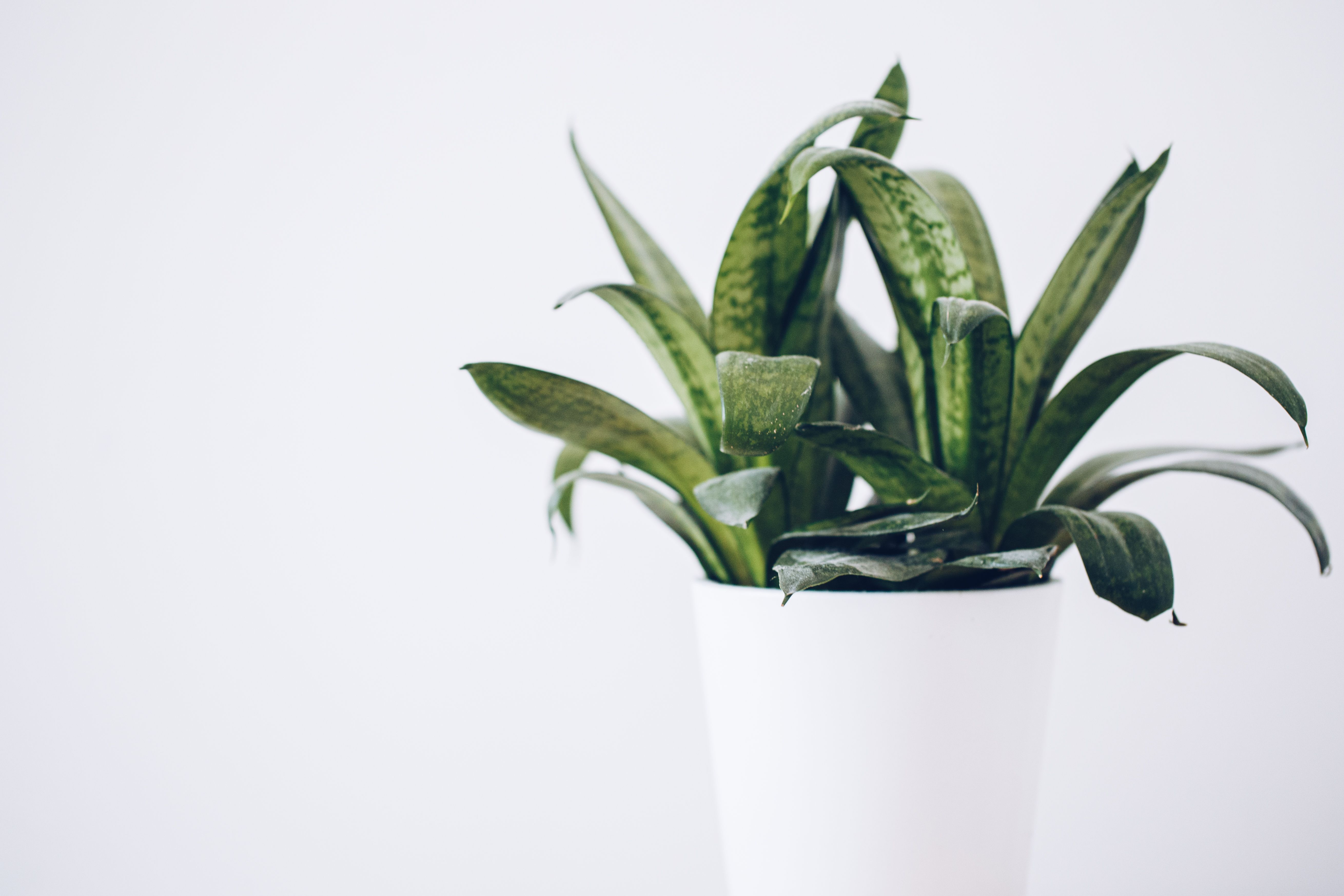 Planta de interior de baixa manutenção em vaso decorativo