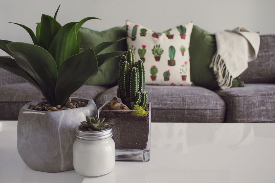 Plantas de Interior Fáceis de Cuidar: Guia Completo