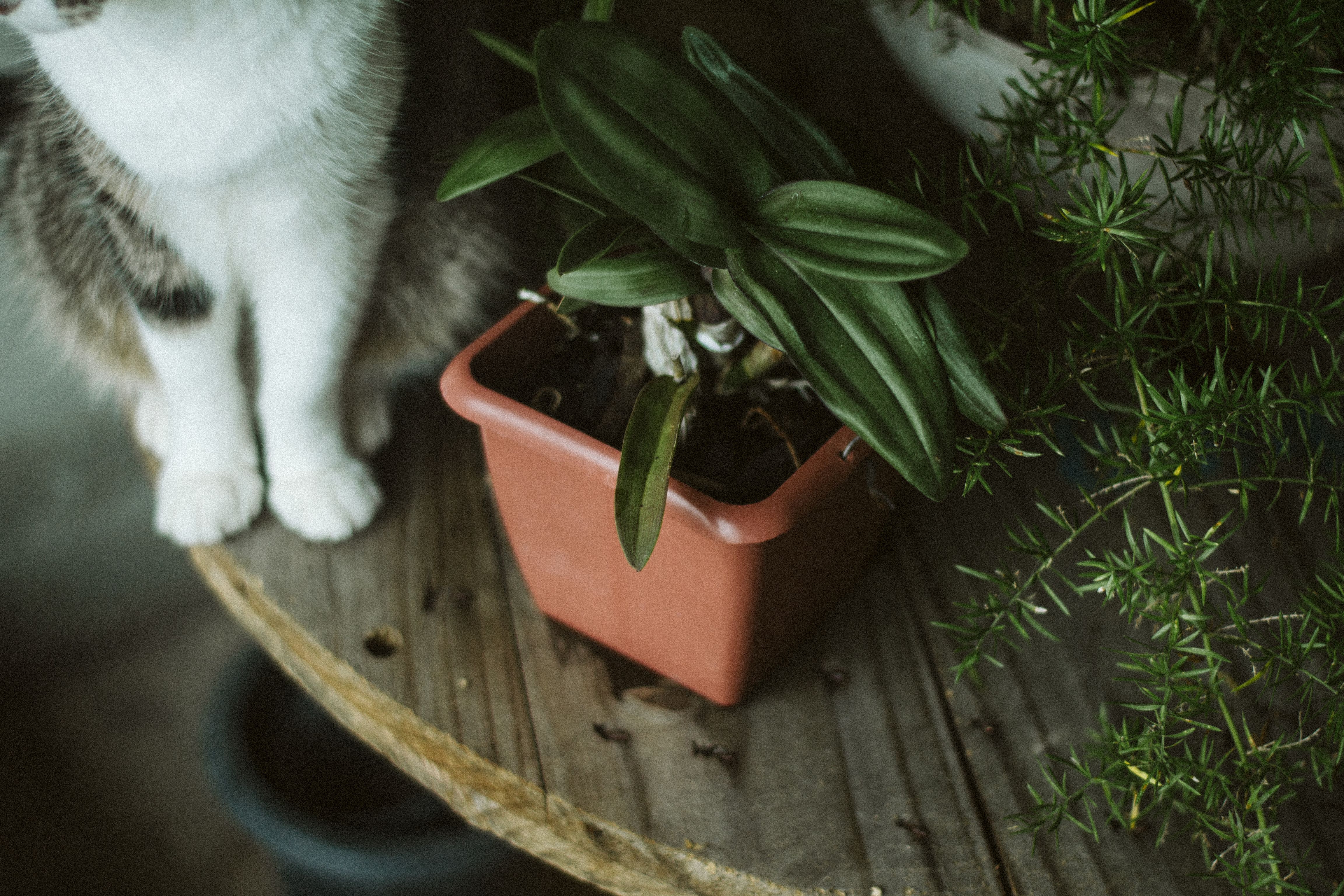 Planta pet friendly em ambiente com gato por perto