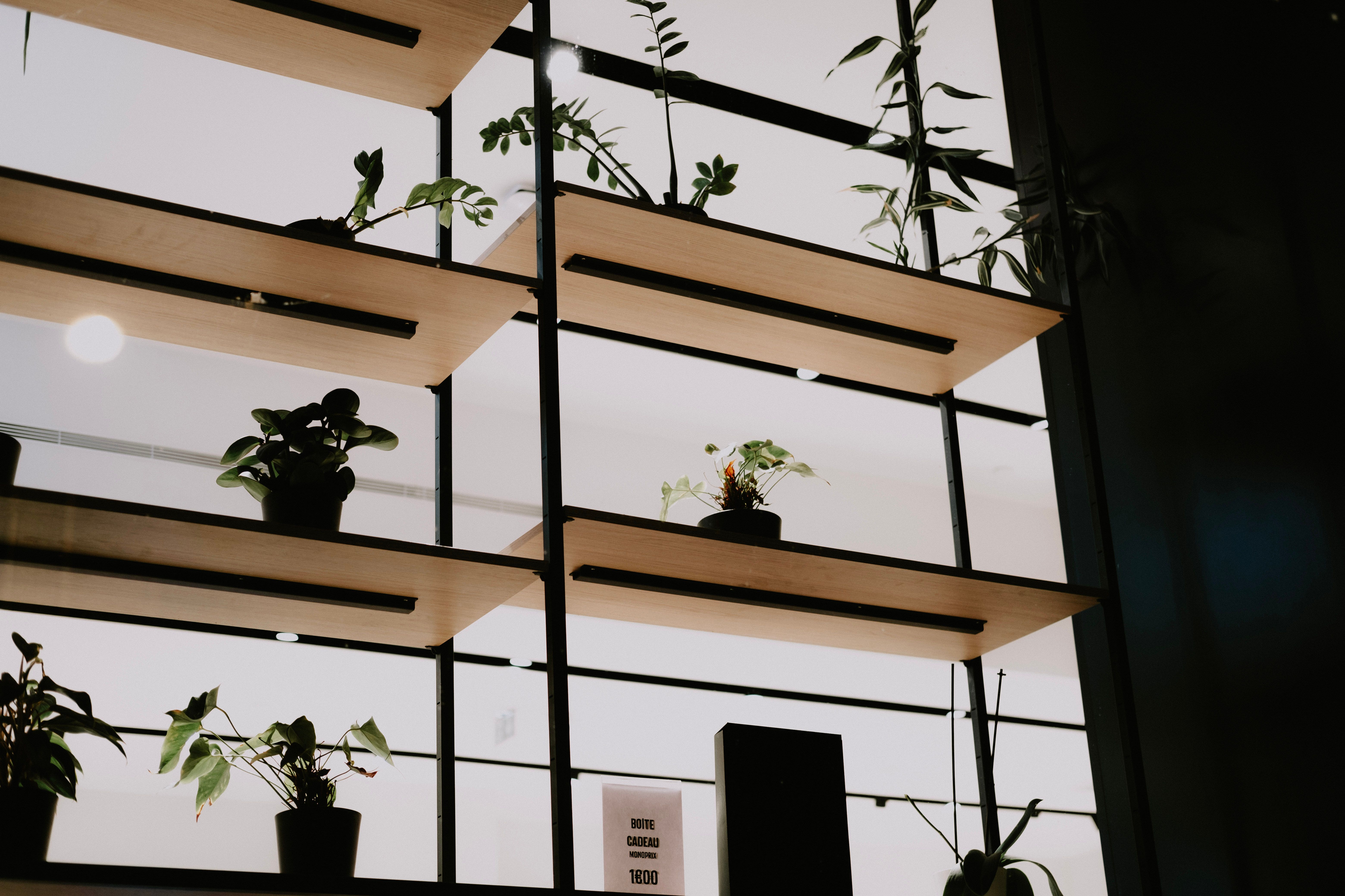 Prateleira decorada com diversas plantas de interior