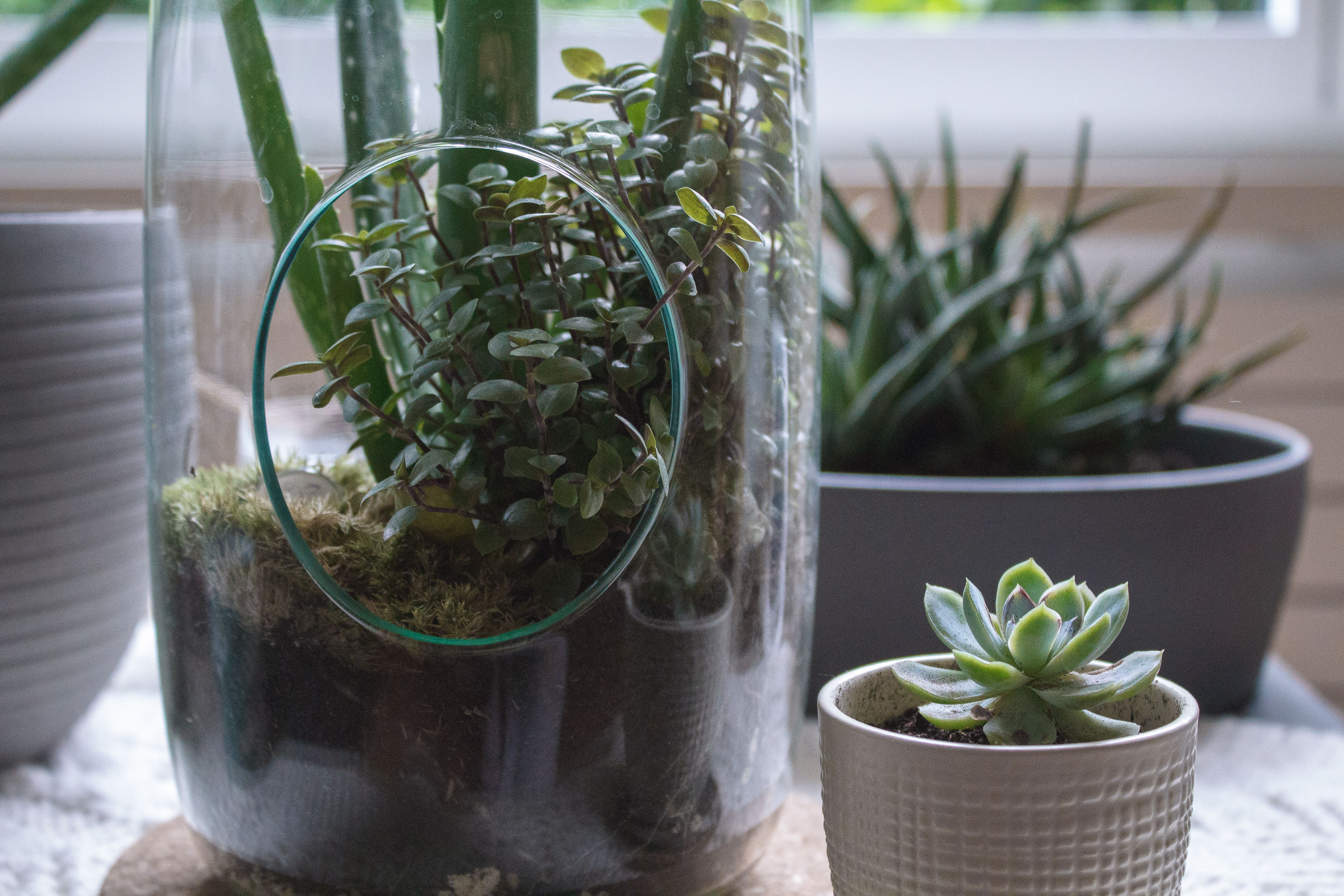 Terrário de vidro com plantas pequenas sobre superfície de madeira