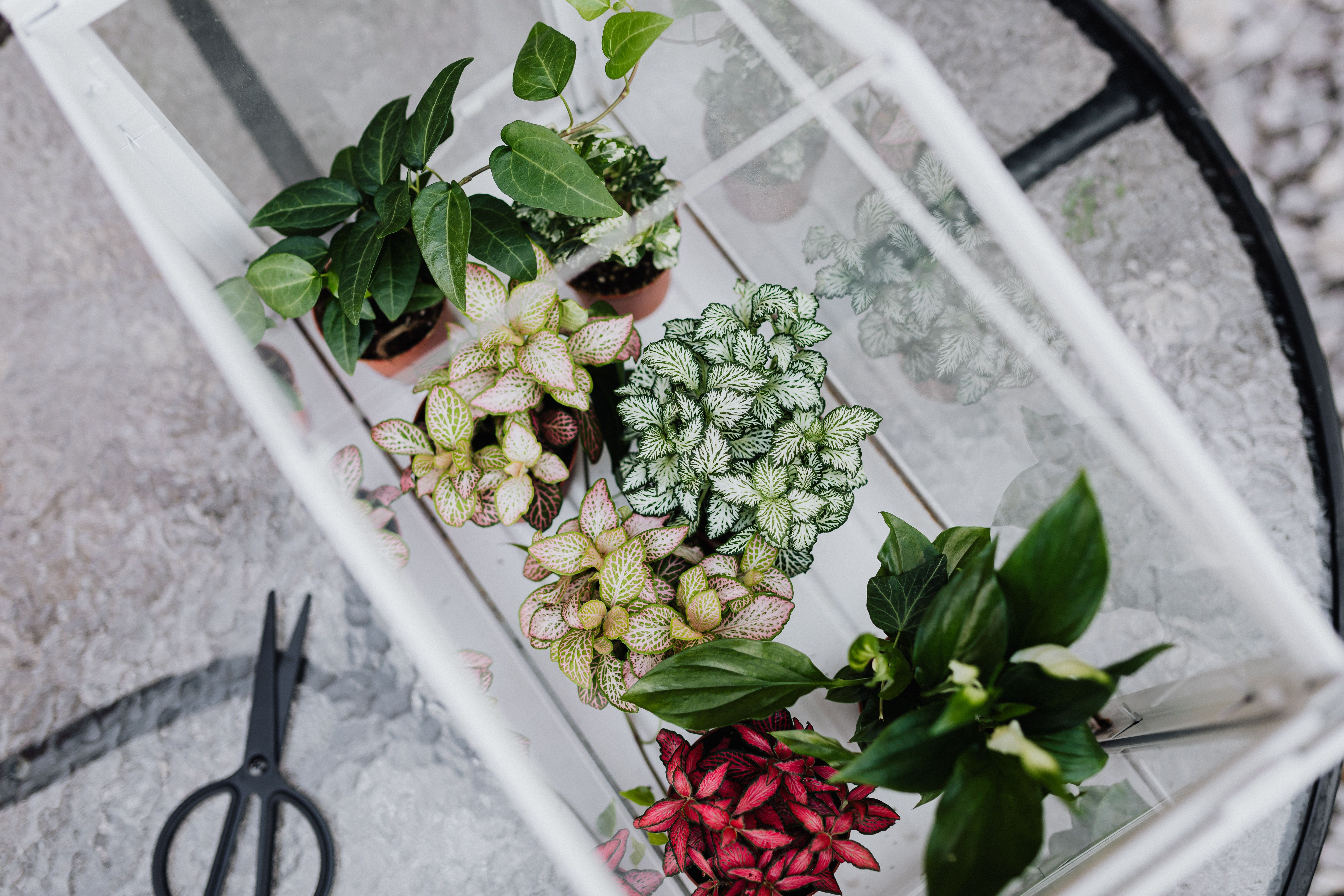 Variedade de pequenas plantas suculentas em vasos para composição de terrário