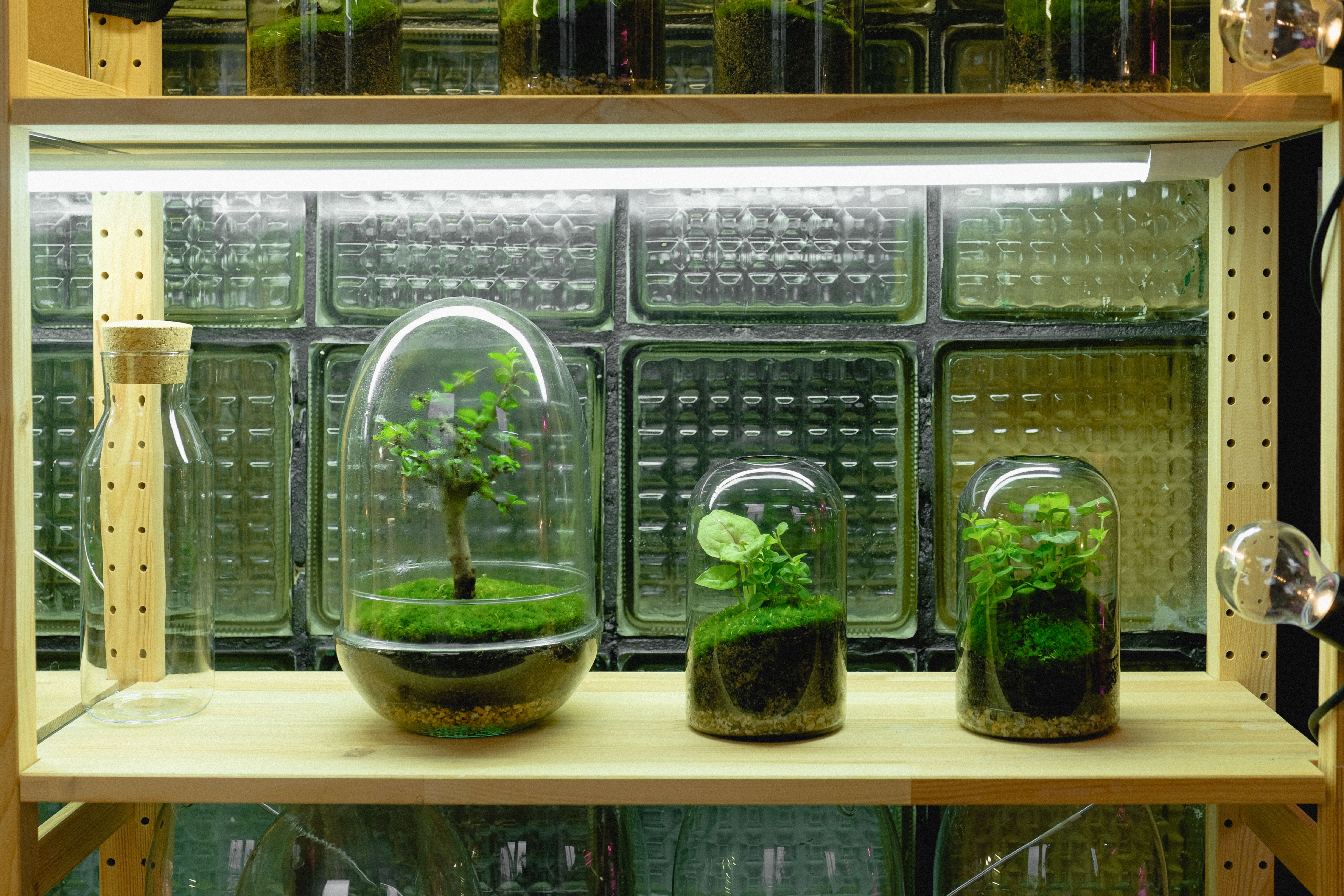 Terrário decorativo posicionado em prateleira de ambiente interno