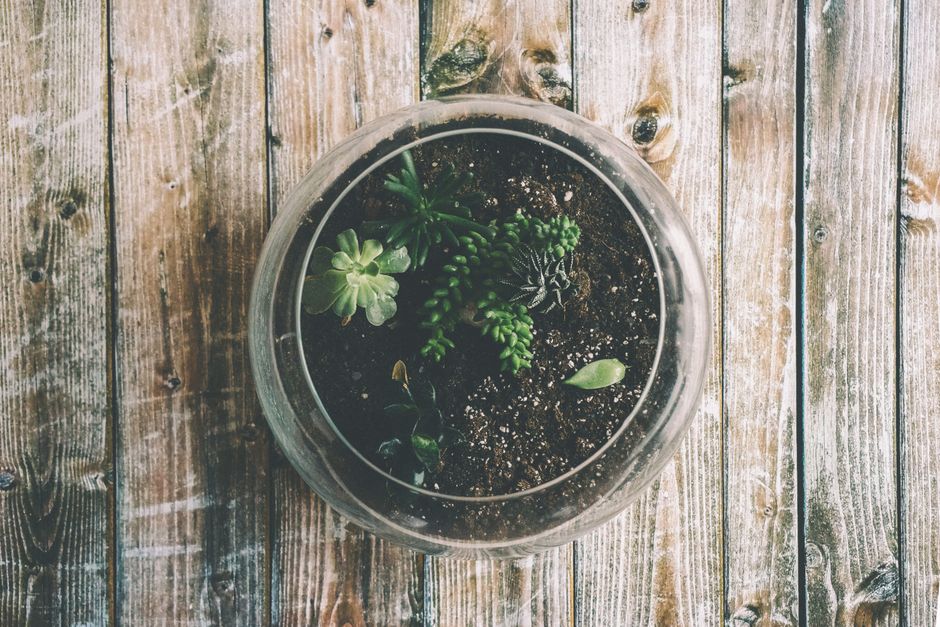 Terrário DIY: Como Montar um Jardim de Vidro em Casa