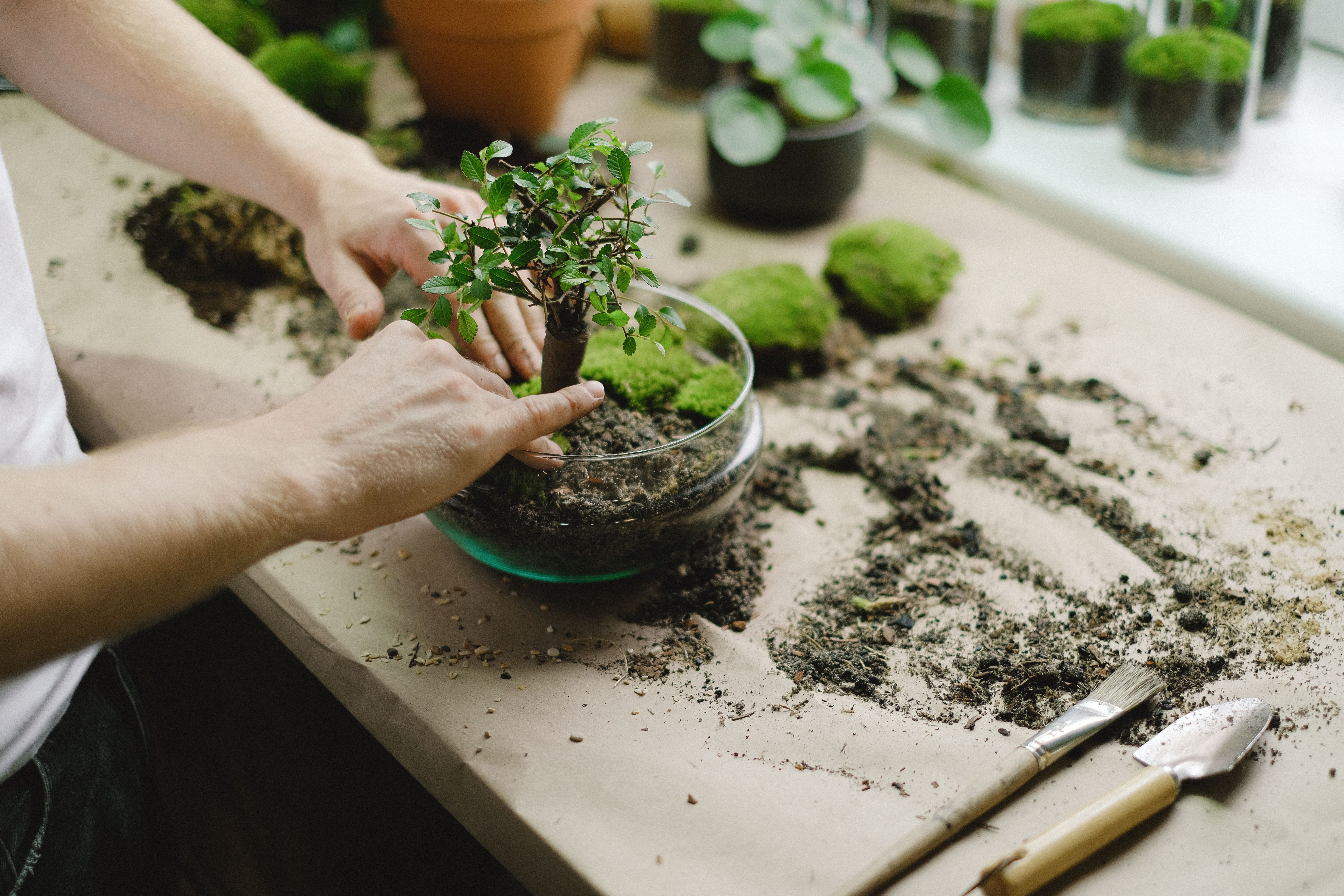 Mãos montando terrário DIY camada por camada