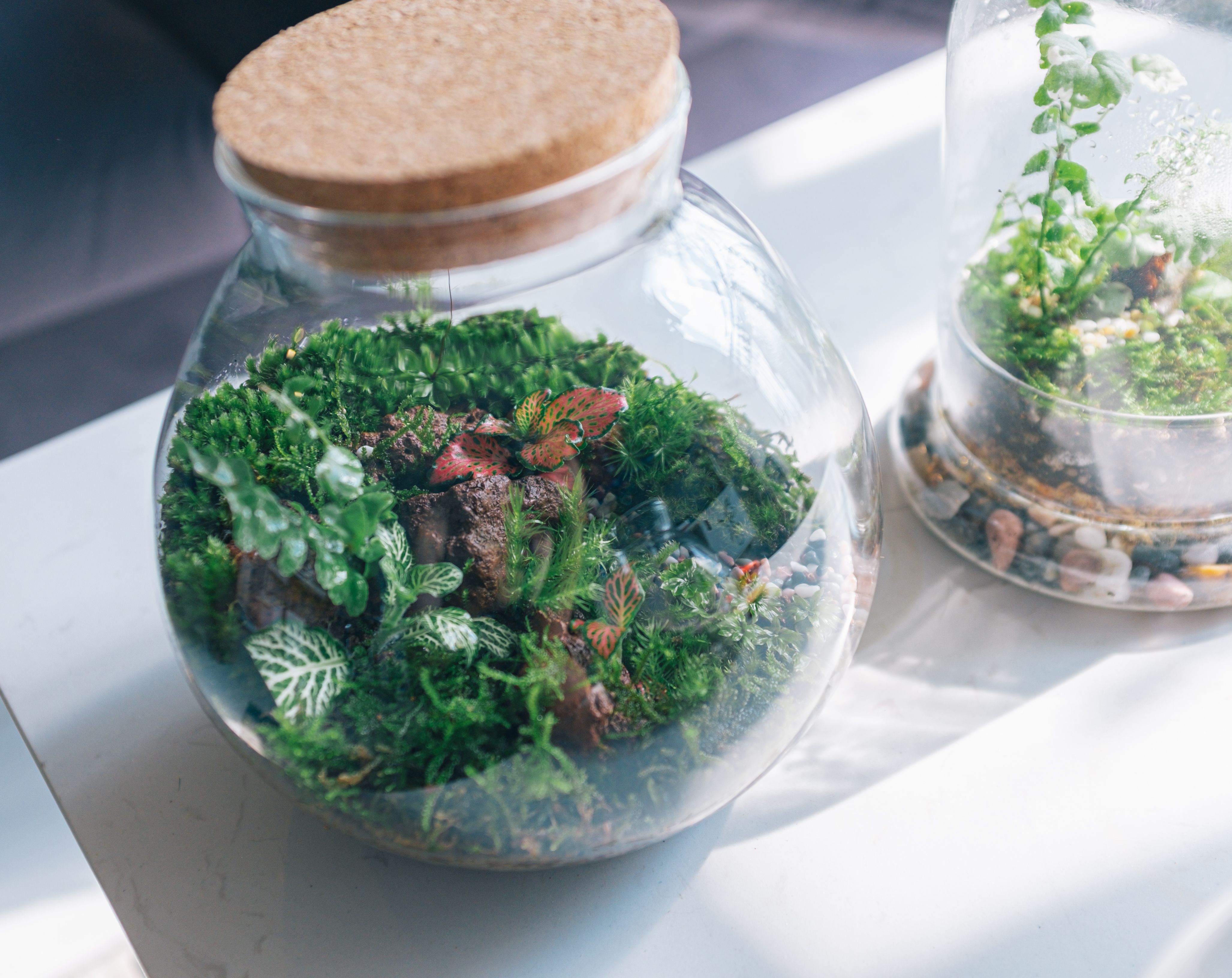Terrário fechado de vidro com musgo em ambiente decorado