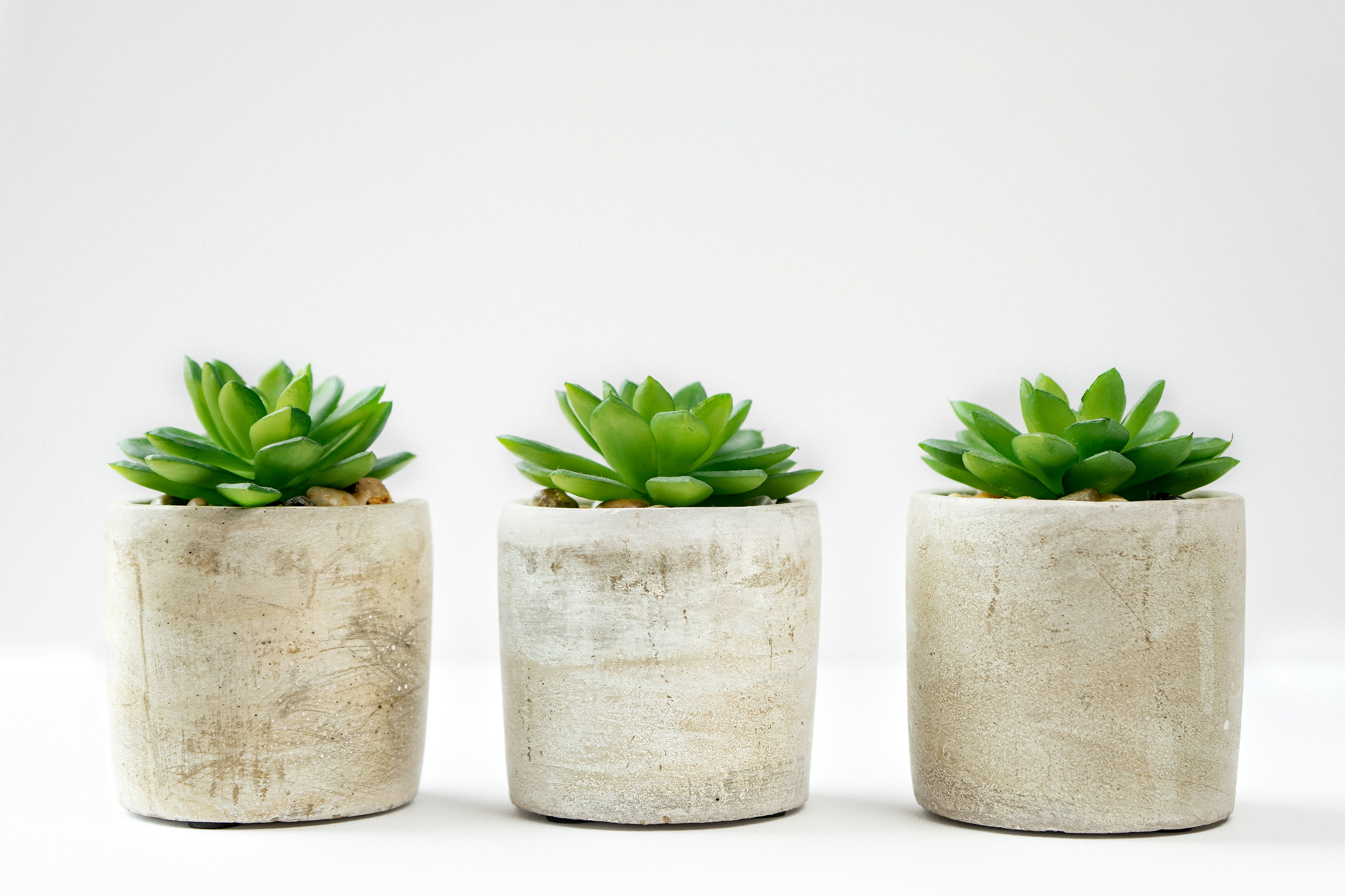 Arranjo minimalista de suculentas em vasos de cimento