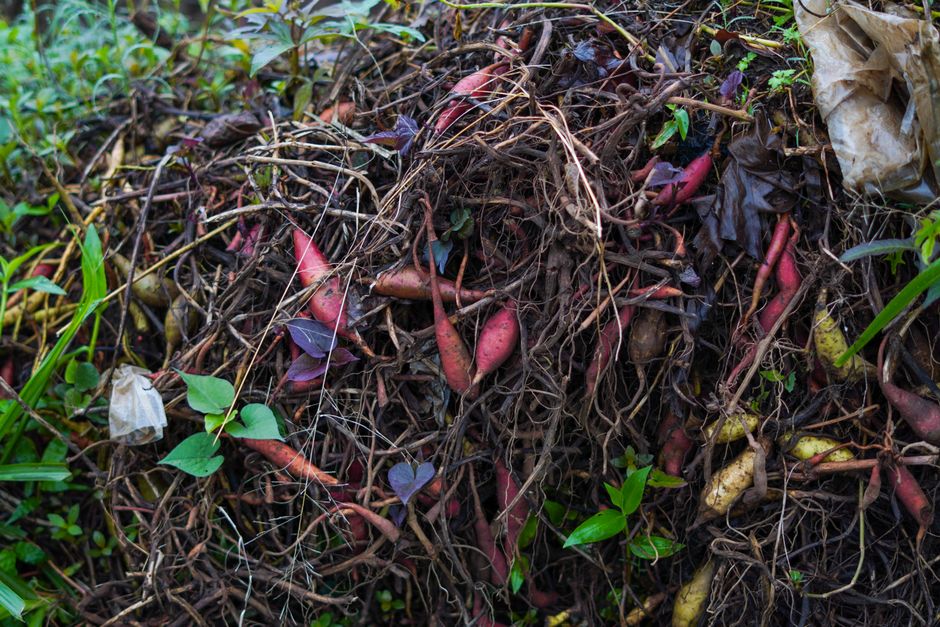 Restos de vegetais e cascas de frutas para compostagem