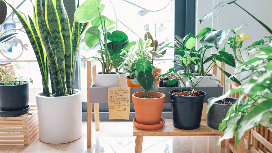 Vaso de planta sobre suporte de madeira em ambiente interno