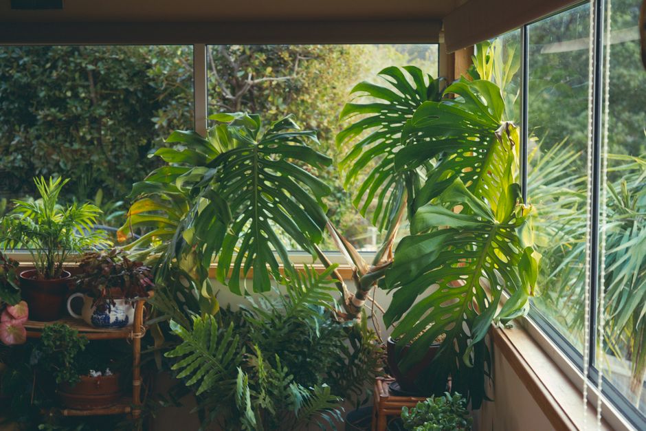Design Biofílico: Como Aplicar em Casa Sem Reforma