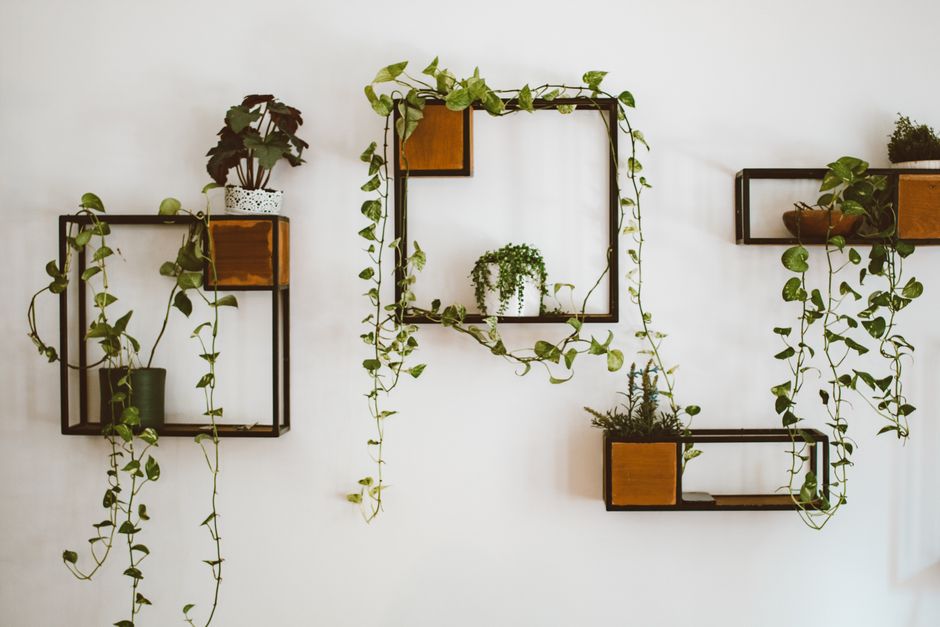 Plantas decorando parede interna com suportes variados