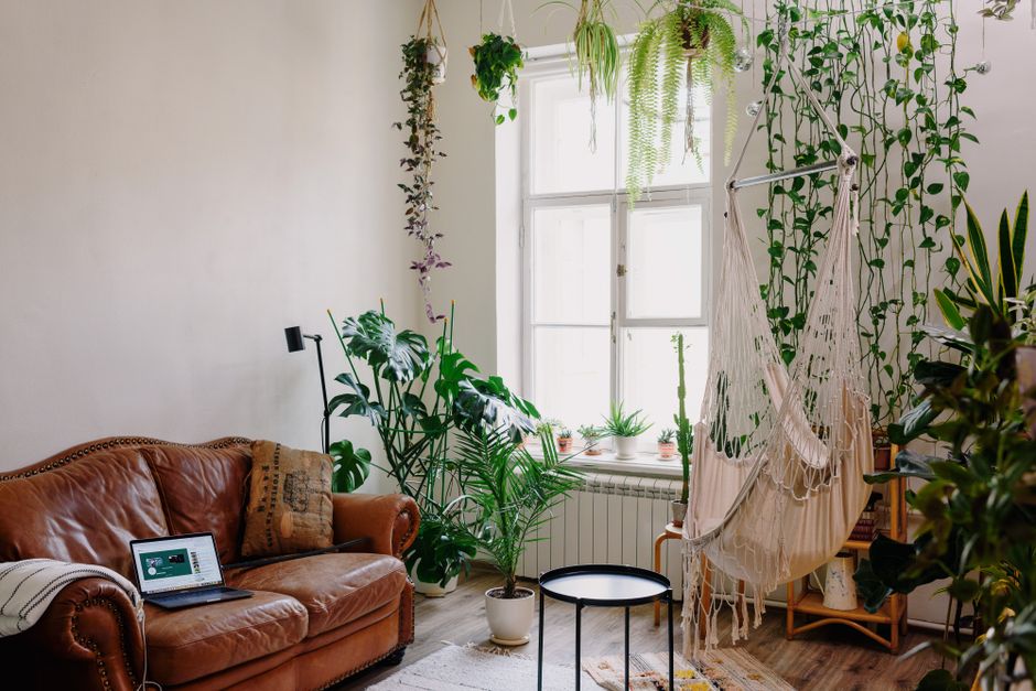 Planta pendurada perto de janela com luz natural