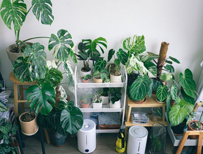 Plantas e umidificadores em um ambiente interno iluminado naturalmente