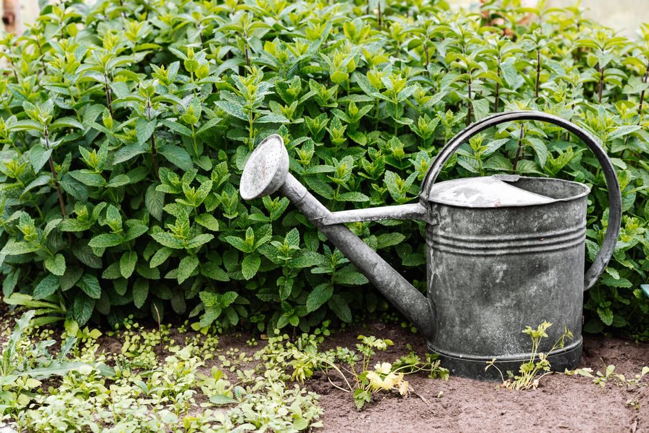 Regador de água sendo usado para reaproveitar água em plantas de casa