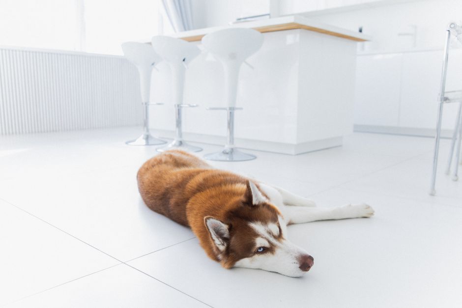 Cachorro deitado no chão de uma cozinha moderna