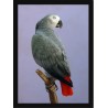 Quadro Poster Animais Passaro 3507