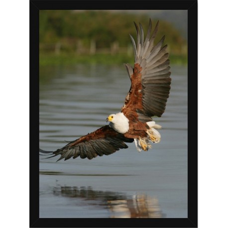 Quadro Poster Animais Passaro 3508