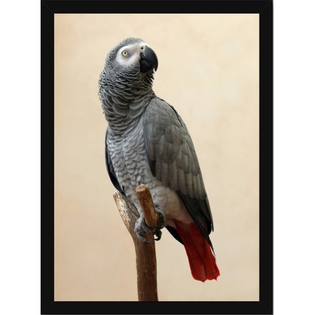 Quadro Poster Animais Passaro 3509