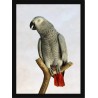 Quadro Poster Animais Passaro 3510