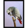 Quadro Poster Animais Passaro 3511
