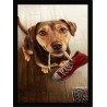 Quadro Poster Animais Cachorro 3512