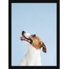 Quadro Poster Animais Cachorro 3515