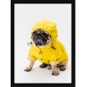 Quadro Poster Animais Cachorro 3516
