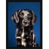 Quadro Poster Animais Cachorro 3517