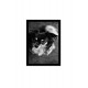 Quadro Poster Animais Cachorro 3518