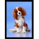 Quadro Poster Animais Cachorro 3522