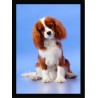Quadro Poster Animais Cachorro 3522