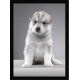 Quadro Poster Animais Cachorro 3523