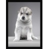 Quadro Poster Animais Cachorro 3523