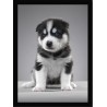 Quadro Poster Animais Cachorro 3524