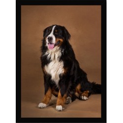 Quadro Poster Animais Cachorro 3528