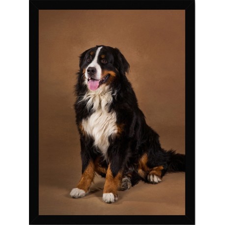 Quadro Poster Animais Cachorro 3528