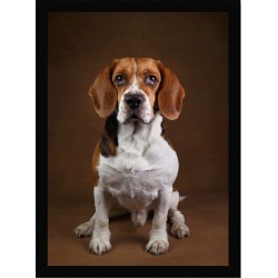 Quadro Poster Animais Cachorro 3530